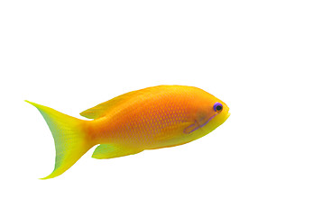Image showing anthias fish