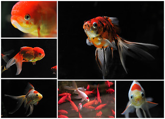 Image showing goldfishes
