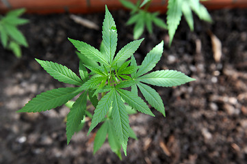 Image showing Marijuana Plant