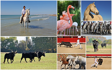 Image showing Camargue