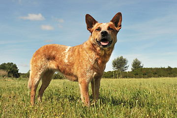 Image showing australian cattle dog