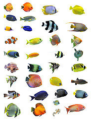 Image showing fishes