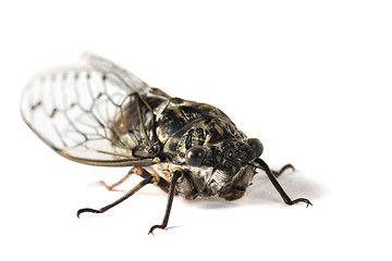 Image showing Cicada