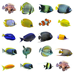 Image showing group of fishes