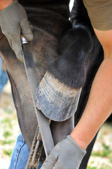 Image showing farrier