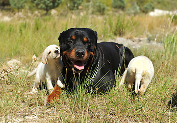 Image showing rottweiler and puppies labrador