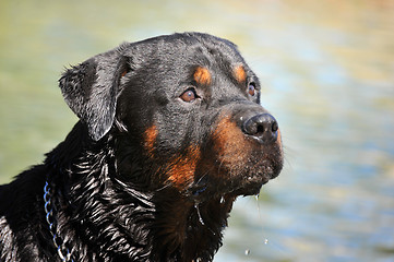 Image showing rottweiler