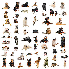 Image showing dogs, puppies and cats