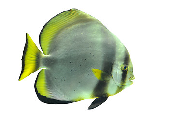Image showing batfish