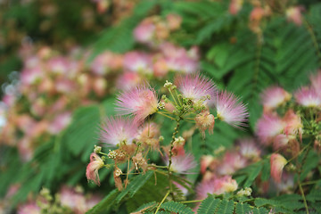 Image showing Albizia julibrissin