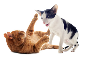 Image showing biting cats