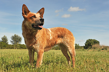 Image showing australian cattle dog