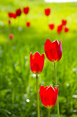 Image showing red tulip flower bloom in spring garden. Natural beauty background. 