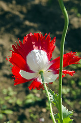 Image showing poppy flower red bloom water drops and stem 