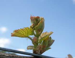 Image showing Bud Break