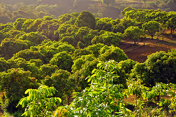 Image showing Mango Orchard