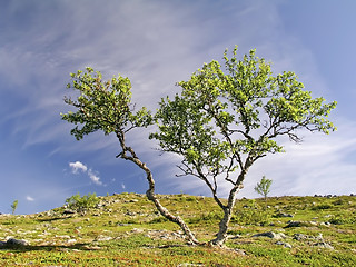 Image showing Tree and Sky