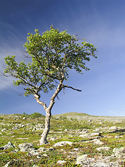 Image showing Tree and Sky