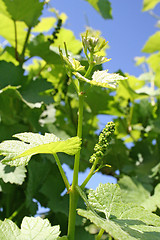 Image showing Grape Buds