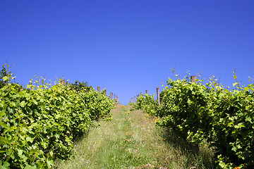 Image showing Vineyard Hill in Summer