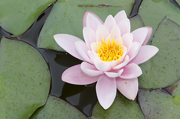 Image showing water lily