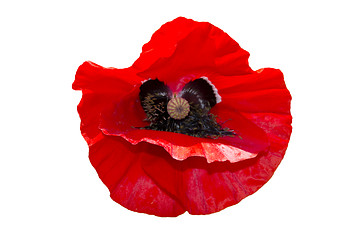 Image showing poppy flower isolated