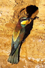 Image showing european bee-eater (Merops Apiaster) nature photo