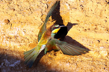 Image showing european bee-eater (Merops Apiaster) nature photo