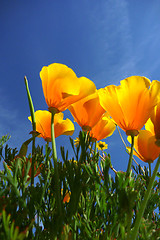 Image showing beautiful tulips, beautiful flowers