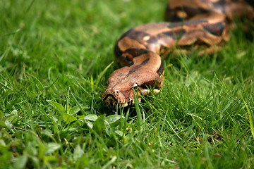 Image showing Boa constrictor snake, nature animal photo