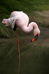 Image showing beautiful flamingo portrait