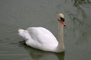 Image showing beautiful white swan, nature animal photo