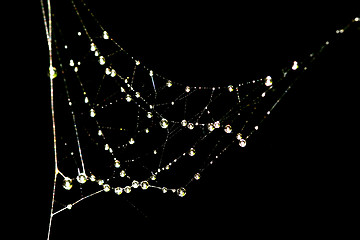 Image showing Spider web with drops, nature beautiful photo