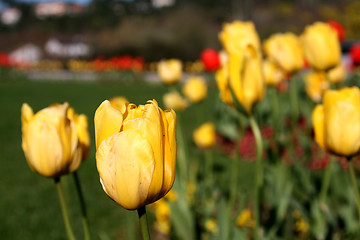 Image showing beautiful tulips, beautiful flowers