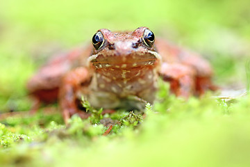 Image showing beautiful macro photo of an iberian frog, nature and wildlife of