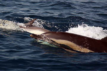 Image showing beautiful dolphins in the ocean