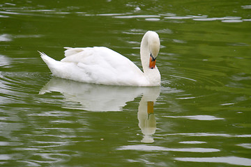 Image showing beautiful white swan, nature animal photo