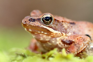 Image showing beautiful macro photo of an iberian frog, nature and wildlife of