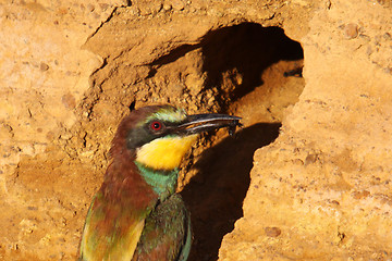 Image showing european bee-eater (Merops Apiaster) nature photo