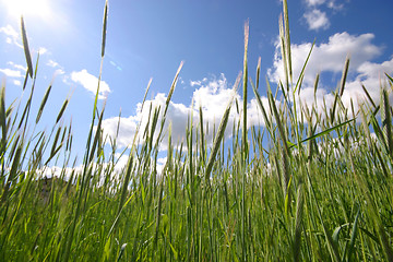 Image showing field of rye and sunny day