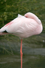 Image showing beautiful flamingo portrait