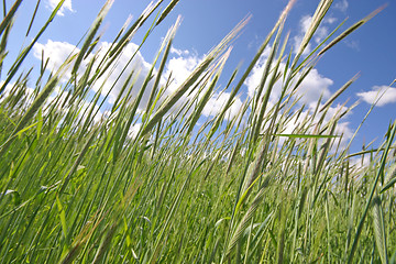 Image showing field of rye and sunny day