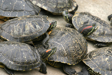 Image showing animal nature photo, Red-eared Slider (Trachemys scripta elegans