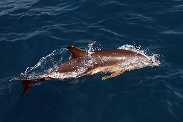 Image showing beautiful dolphins in the ocean