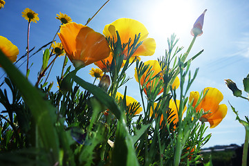 Image showing beautiful tulips, beautiful flowers