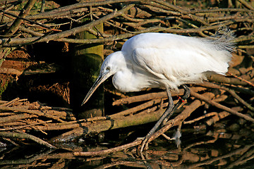 Image showing Great White heron, beautiful nature animal photo