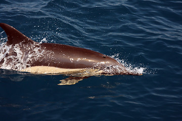 Image showing beautiful dolphins in the ocean