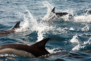 Image showing beautiful dolphins in the ocean