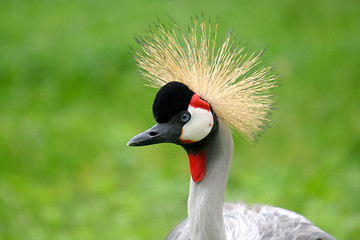 Image showing Grey Crowned Crane (Balearica regulorum), nature and wildlife ph