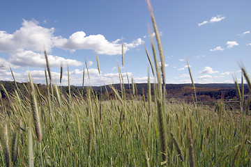 Image showing field of rye and sunny day